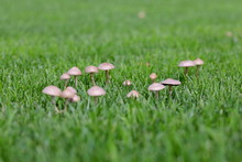 Mushroom Group In Blurred Lawn Environment
