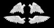 3D render White angel wings with on an black background