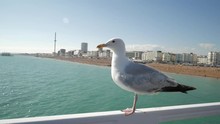 Seagull On Brighton Pier In Front Of Beach Side