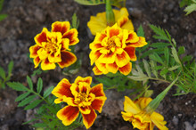 French Marigold Safari Yellow Fire Flowers With Green