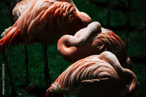 Fotografía Flamingos birds in zoo park stand on grass.