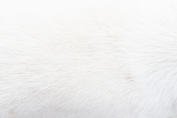 white fur close up