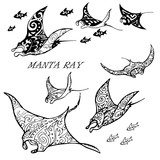 Fototapeta Konie - Manta ray and fish in the sea ,black and white stylized vector illustration