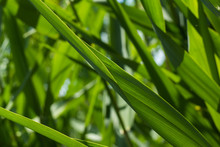 Green Background Of Reeds In The Backlight