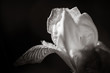 Schwertlilie (Iris)