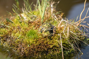 Love of frogs on an island in the garden pond. Concept natur.