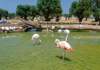 .flamingos in Fasano Apulia safari zoo Italy