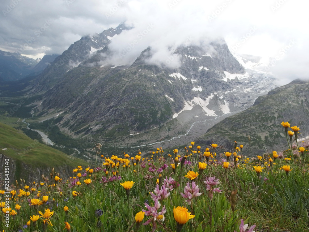 Alpy, Szwajcaria, Tour du Mont Blanc - przełęcz Grand Col Ferret, widok z kolorowymi kwiatami - obrazy, fototapety, plakaty 
