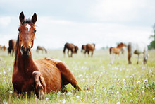 Horse Lies And Resting On Summer Pasture