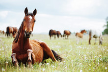 Horse Lies And Resting On Summer Pasture