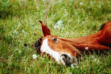 Wall Mural - Bay horse lying down sound asleep in sunshine