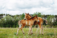 Two Baby Foals Are Playing On A Field