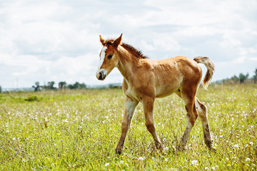 a small red-haired foal stands in a field in the background of a forest