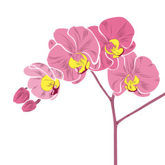 Wall Mural - Nice pink orchid. Abstract flowers of orchids on a branch.