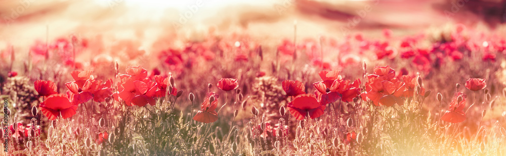 Meadow of poppies in the late afternoon - early evening, wild red poppies illuminated by rays of the setting sun - dusk, selective and soft focus on poppy - obrazy, fototapety, plakaty 