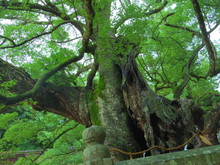 大山祇神社の樹齢2600年のご神木