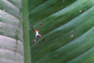 spider on net background