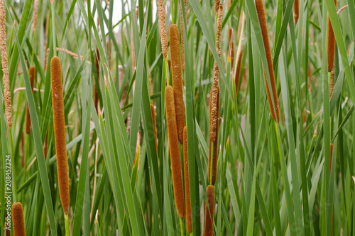 Fotografie, Obraz A close up of multiple cattail reeds with their stems on a pond