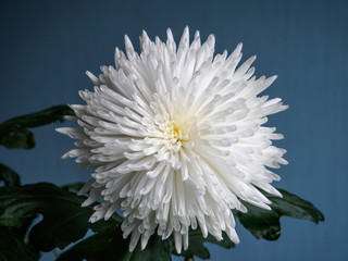 Close photo of big white chrysanthemum on blue background