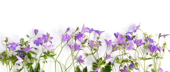 Wall Mural - Floral banner, border. Creative flat layout pattern of wildflowers,  top view.