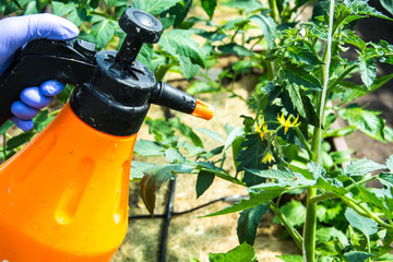 Treatment of tomato from pests and diseases