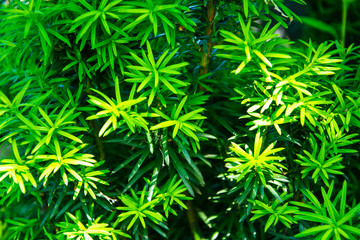  Young shoots of decorative yew in garden