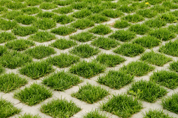 Green grass in an ecological parking lot for cars.