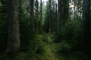 Poster - Fairy tale trail in dark green virgin forest of pine trees