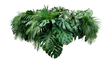 tropical leaves foliage plant jungle bush floral arrangement nature backdrop isolated on white backg