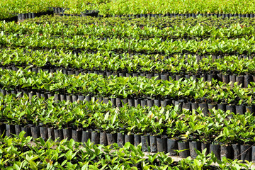 Poster - Indigenous tree seedlings for planting.