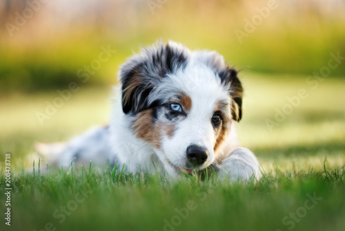 mini aussie biting