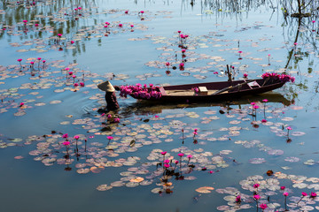 Wall Mural - Yen river with rowing boat harvesting waterlily in Ninh Binh, Vietnam