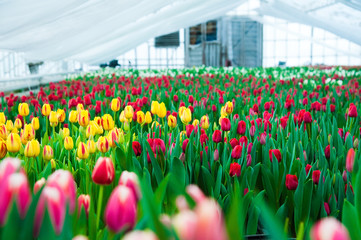 Spring scene of tulip field