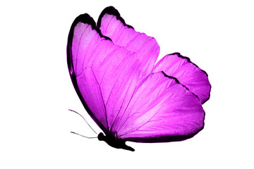 Poster - purple butterfly isolated on white background