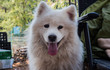 Outdoor portrait of cute smiling adult samoyed with tongue out