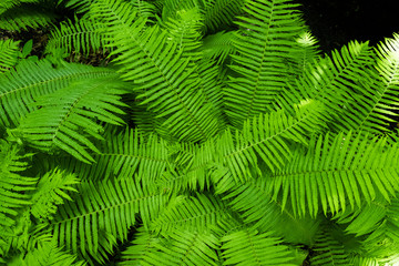 Poster - Fern in the forest against the backdrop of the green trees of the mountain forest