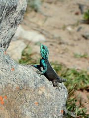 Lizard on the stone