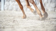Tracking Horse Hooves While Running In Slow Motion 4K. Extreme Long Shot Of Hooves In Focus While Running Away From Camera Leaving Flying Sand In The Air. Low Angle View.