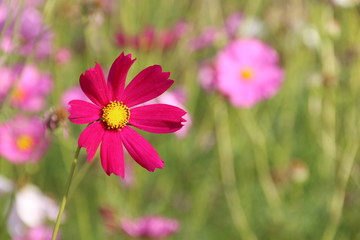 Wall Mural - Cosmos flower in the garden