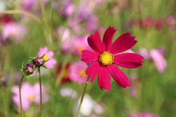 Wall Mural - Cosmos flower in the garden