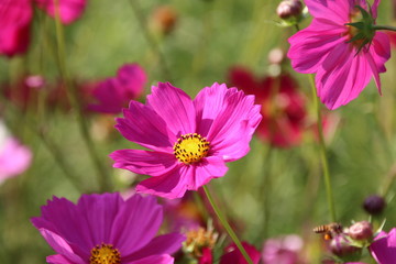 Wall Mural - Cosmos flower in the garden
