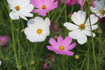 Wall Mural - Cosmos flower in the garden