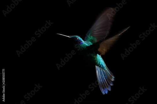 Fotomural Hummingbird, sparkling violetear (Colibri coruscans) in flight