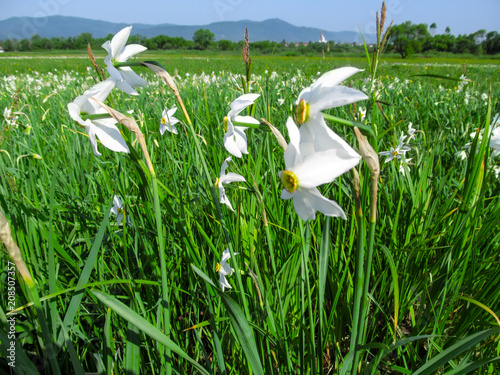 Field With White Narcissus Poeticus In The Carpathians Ukraine Beautiful White Flowers Of Daffodils Close Up Among Green Juicy Grass Against A Backdrop Of A Mountain Landscape In A Spring Sunny Day