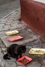 Black Street Cat Eating Foods That Have Been Left On The Sidewalk