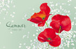 Luxurious bright red vector Poppy and white Hydrandea flowers drawing in watercolor style