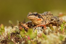 Frog In Grass Free Stock Photo Public Domain Pictures frog-in-grass-free-stock-photo-public-domain-pictures