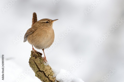 Cuadros en Lienzo Eurasian Wren (Troglodytes troglodytes) standing on the branch with snow