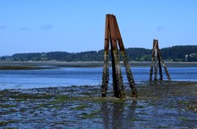 Tall Wooden Pillars Remnants Of An Old Pier Covered Partially With Barnacles During Low Tide At The Royston Shipwreck Site, Near Courtenay, Vancouver Island British Columbia 