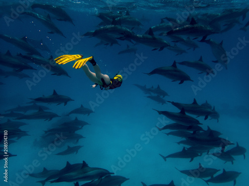 イルカ アドビストックのデザイン かべいろ Com おしゃれ壁紙リフォーム貼り替え インクジェット壁紙のかべいろ Com